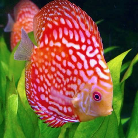 S.discus   Discus pigeon blood 6-7 cm